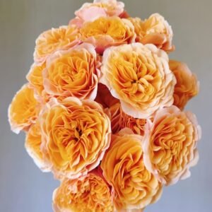 South Park Rose