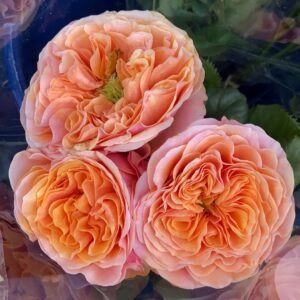 South Park Rose