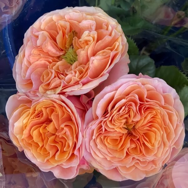 South Park Rose