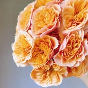 South Park Rose