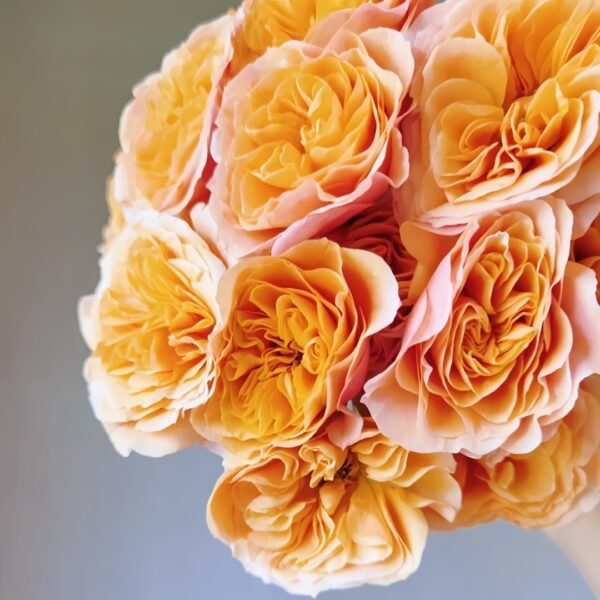 South Park Rose