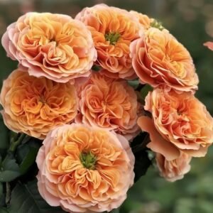 South Park Rose