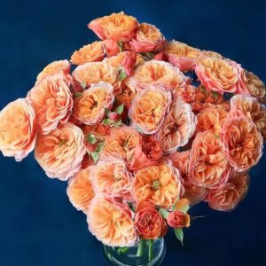 South Park Rose