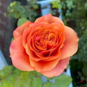 South Park Rose