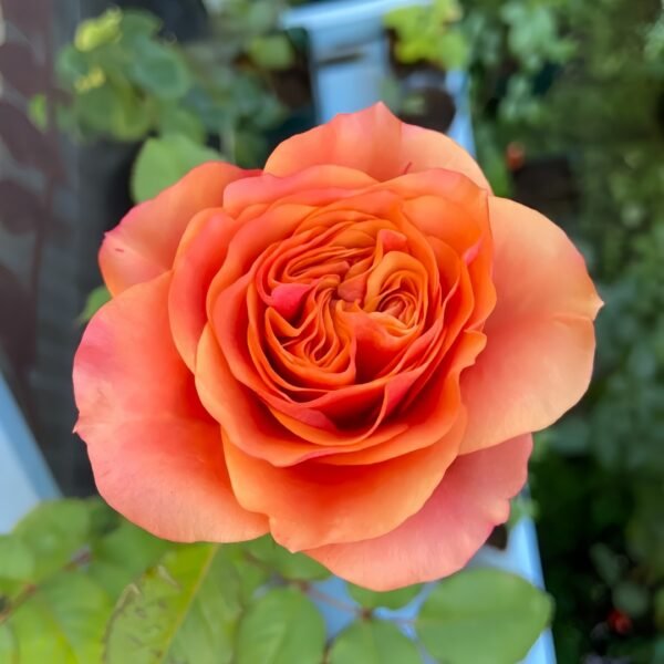 South Park Rose
