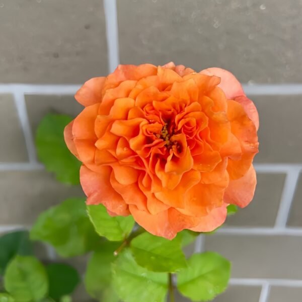 South Park Rose