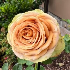 Teddy's Rose