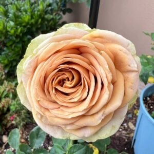 Teddy's Rose