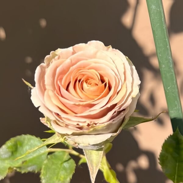 Teddy's Rose