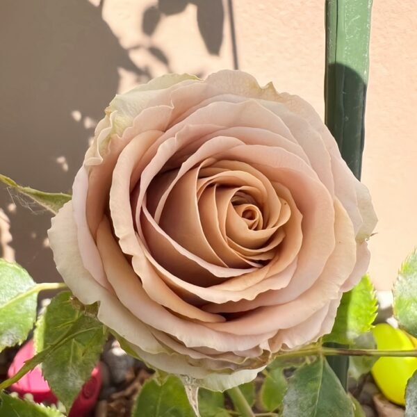 Teddy's Rose