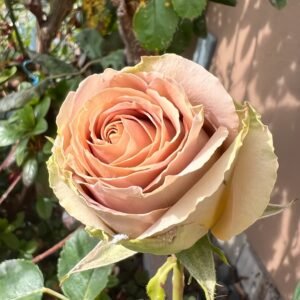 Teddy's Rose