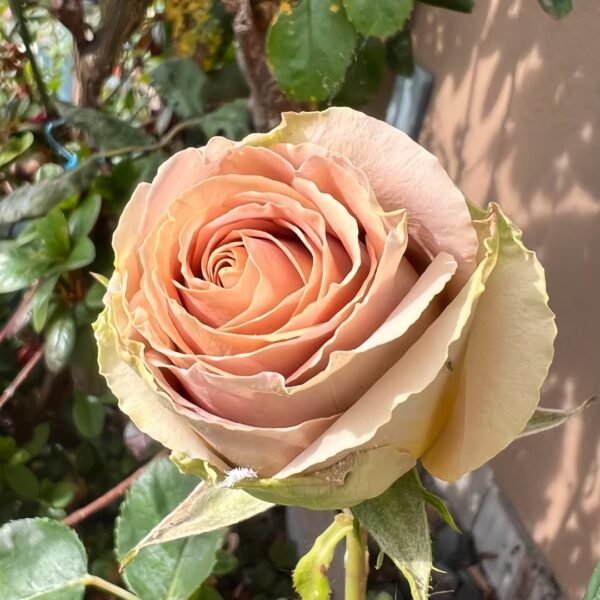 Teddy's Rose