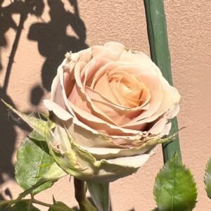 Teddy's Rose
