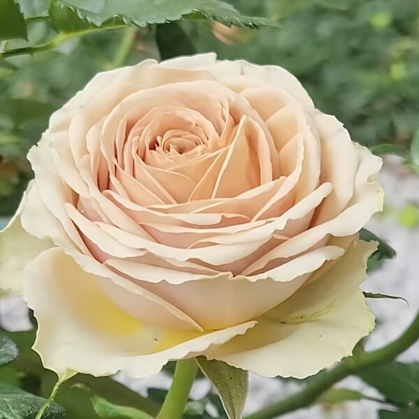Teddy's Rose