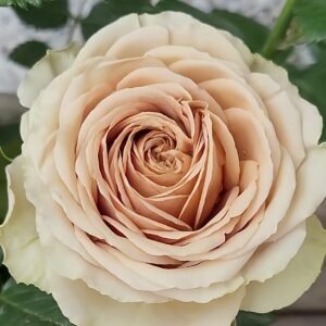 Teddy's Rose