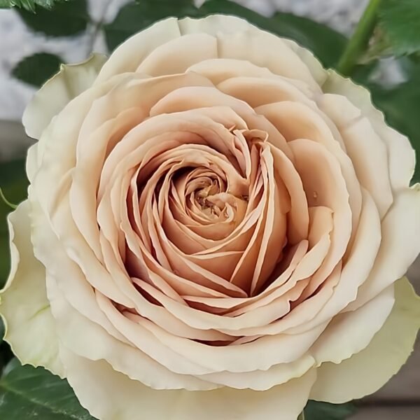 Teddy's Rose