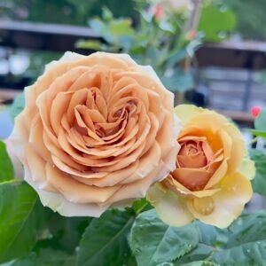 Teddy's Rose