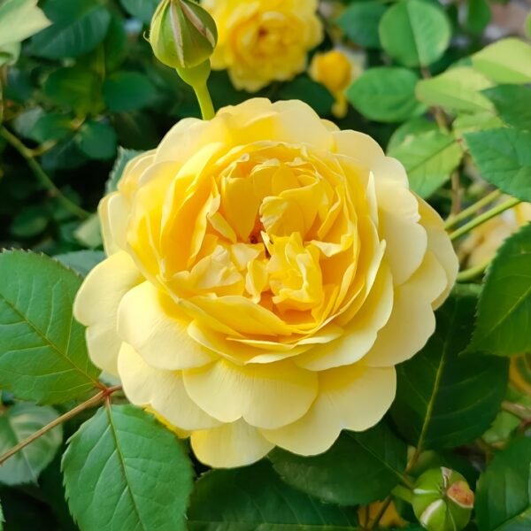 The Poet's Wife Rose