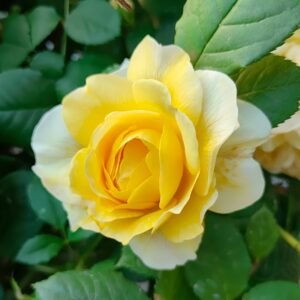 The Poet's Wife Rose