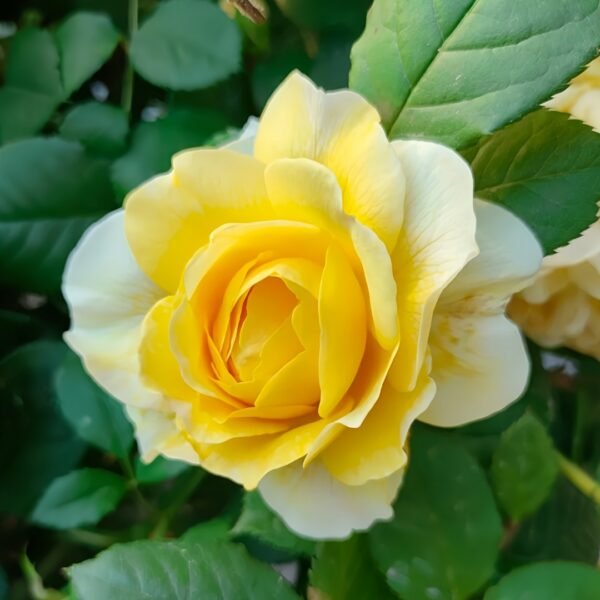 The Poet's Wife Rose