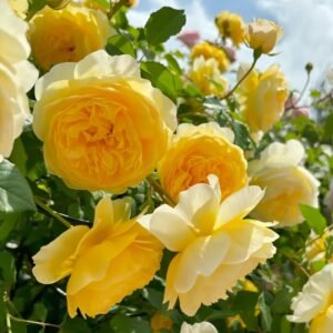 The Poet's Wife Rose