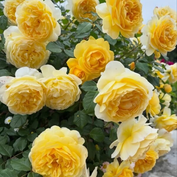 The Poet's Wife Rose
