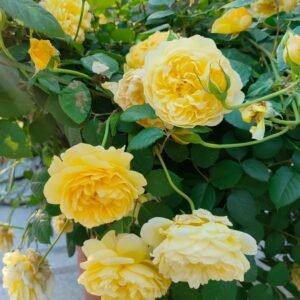 The Poet's Wife Rose