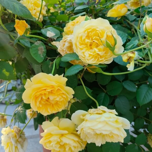The Poet's Wife Rose