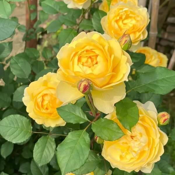 The Poet's Wife Rose