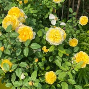 The Poet's Wife Rose