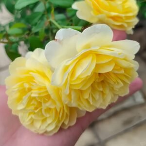 The Poet's Wife Rose