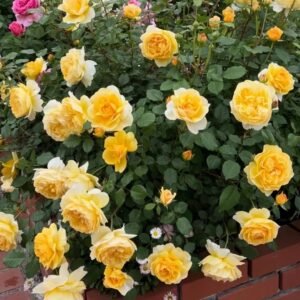The Poet's Wife Rose