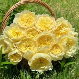 The Poet's Wife Rose