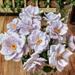 Turn Blue Rose