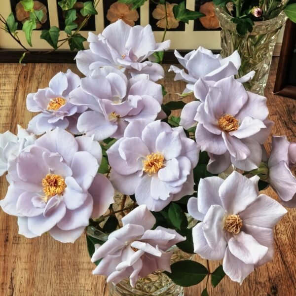 Turn Blue Rose