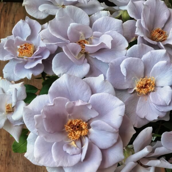Turn Blue Rose