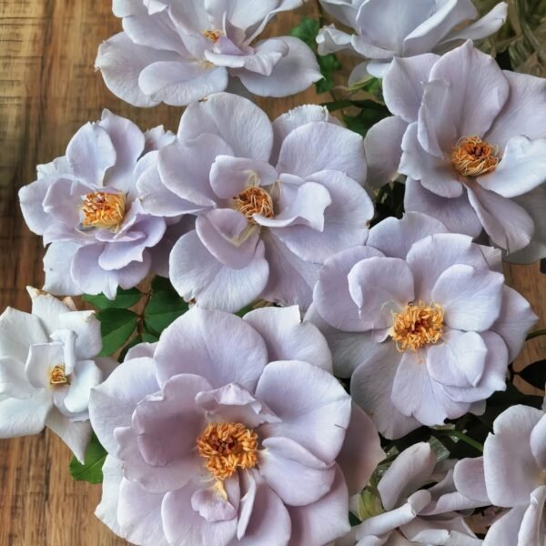 Turn Blue Rose