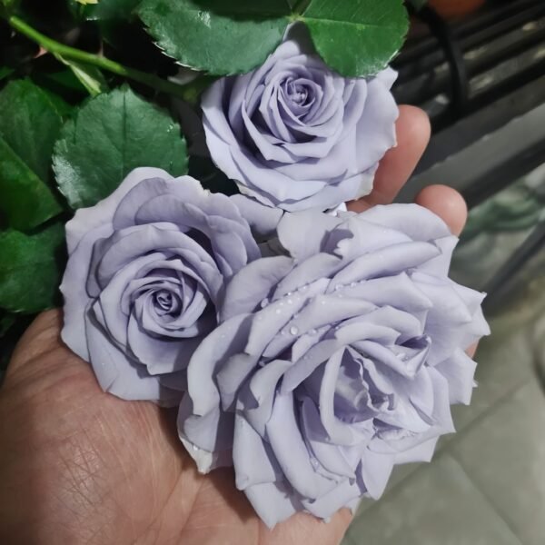 Turn Blue Rose