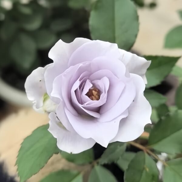 Turn Blue Rose