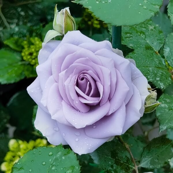 Turn Blue Rose