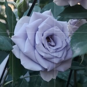 Turn Blue Rose
