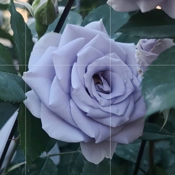 Turn Blue Rose