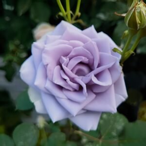 Turn Blue Rose