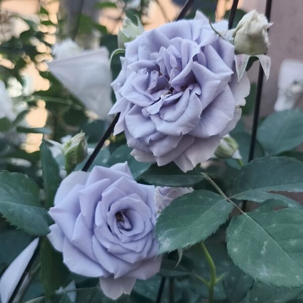 Turn Blue Rose