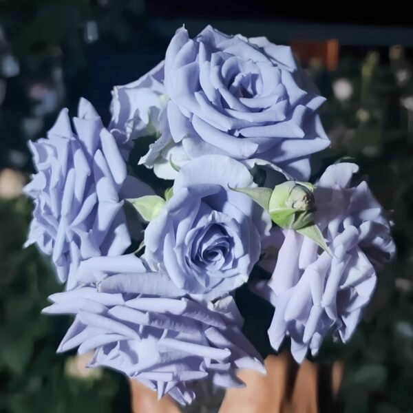 Turn Blue Rose