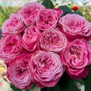 Villa Muze Rose