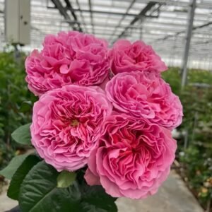Villa Muze Rose