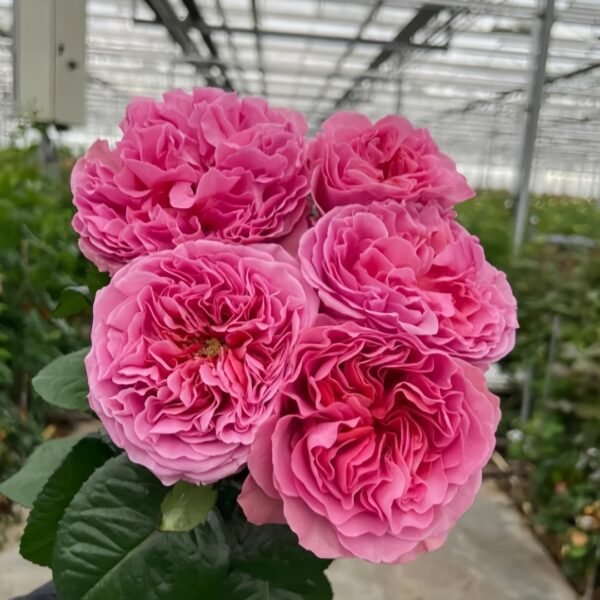 Villa Muze Rose
