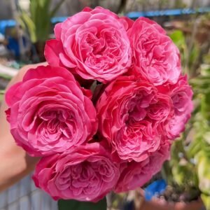 Villa Muze Rose