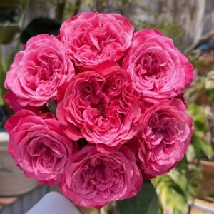 Villa Muze Rose